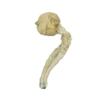 Premium Mazatapec Dried Magic Mushrooms